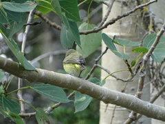 Vireo philadelphicus