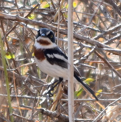 Batis molitor molitor