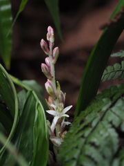 Reineckea carnea