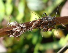 Physomerus grossipes