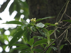 Schima sinensis
