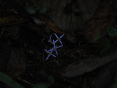 Exacum paucisquamum