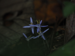 Exacum paucisquamum