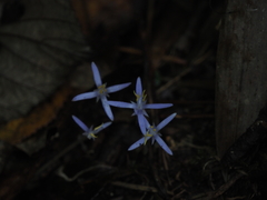 Exacum paucisquamum
