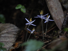 Exacum paucisquamum