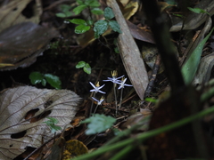Exacum paucisquamum