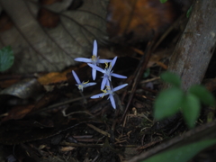 Exacum paucisquamum