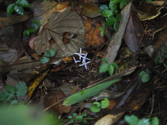 Exacum paucisquamum