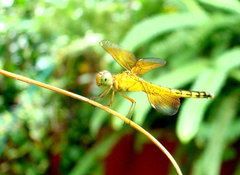 Neurothemis terminata