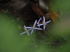Exacum paucisquamum