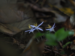 Exacum paucisquamum