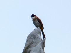 Pycnonotus xanthorrhous