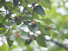 Fagus longipetiolata
