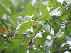 Fagus longipetiolata