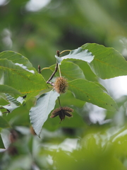 Fagus longipetiolata