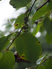 Corylopsis willmottiae