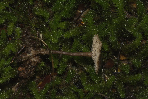 Auriscalpium umbella image