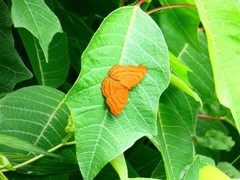 Pseudergolis wedah
