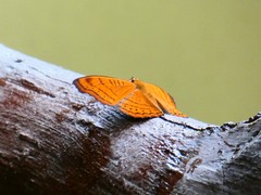 Pseudergolis wedah