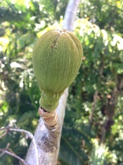 Adansonia suarezensis