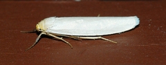 Crambidia xanthocorpa