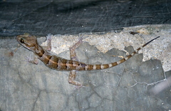 Cyrtodactylus darmandvillei