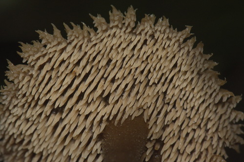 Auriscalpium umbella image