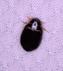 Thermonectus basillaris