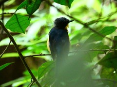 Cyornis