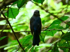 Cyornis