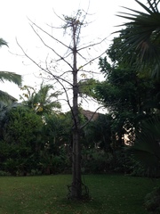 Adansonia suarezensis