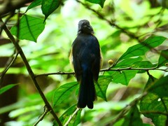 Cyornis