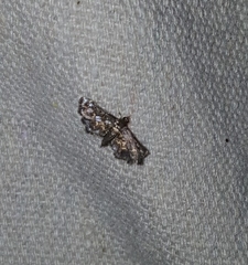 Eurrhyparodes lygdamis