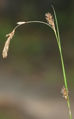 Carex lemmonii