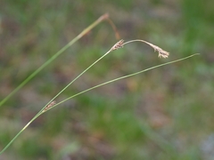 Carex lemmonii