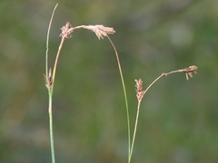 Carex lemmonii