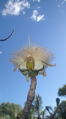 Adansonia suarezensis