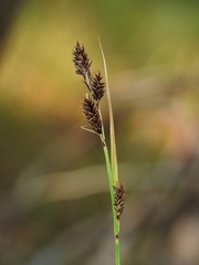 Carex helleri