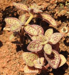 Crassula pellucida brachypetala