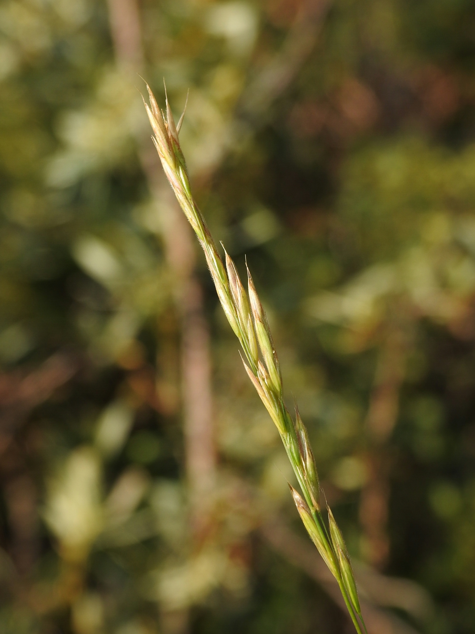Bromus suksdorfii