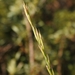 Suksdorf's Brome - Photo (c) David Greenberger, some rights reserved (CC BY-NC-ND), uploaded by David Greenberger