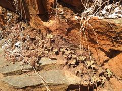 Crassula pellucida brachypetala