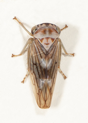 Populicerus formosus