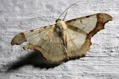 Zeheba aureata