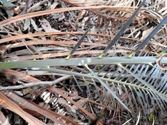 Macrozamia douglasii