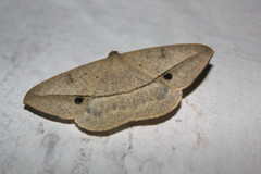 Conolophia nigripuncta