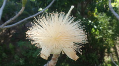 Adansonia suarezensis