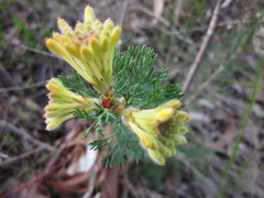 Petrophile serruriae