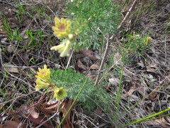 Petrophile serruriae