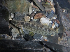 Etheostoma vulneratum